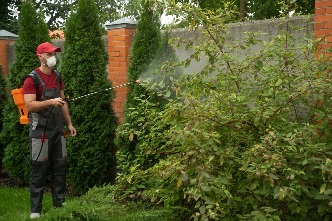 Gardener wearing protective mask spraying insecticide on garden plants