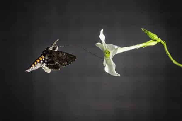 A tobacco hawkmoth (Manduca sexta) feeding from a tobacco flower.