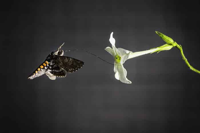 Hawkmoth Tobacco Flower