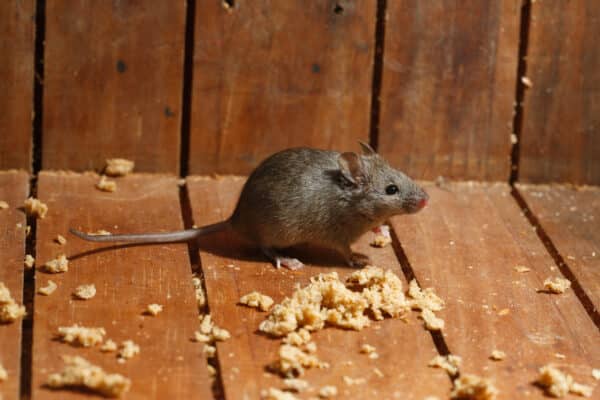 house mouse on wooden floor surrounded by crumbs