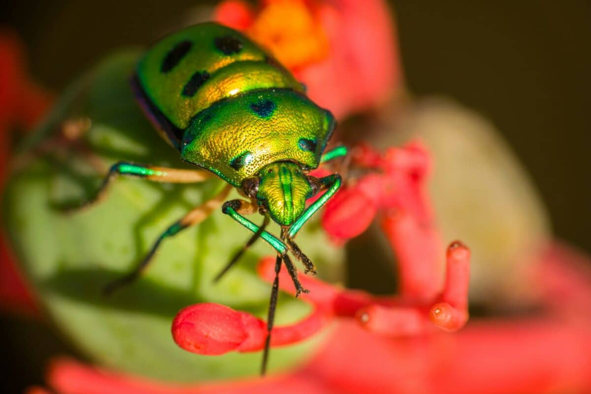 Beautiful closeup of a bright and colourful jewel bug in a summer garden.