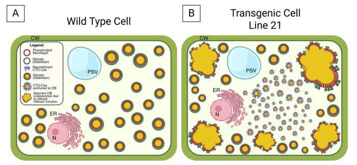 A comparison between normal and genetically modified plant cells illustrates how introducing milk proteins alters internal storage, prompting tiny oil bodies to fuse into large, distorted structures at the cell's periphery. Remarkably, these unusual protein-oil aggregates accumulate successfully without affecting seed germination, suggesting that plants possess an alternative, highly resilient route for storing complex animal proteins.