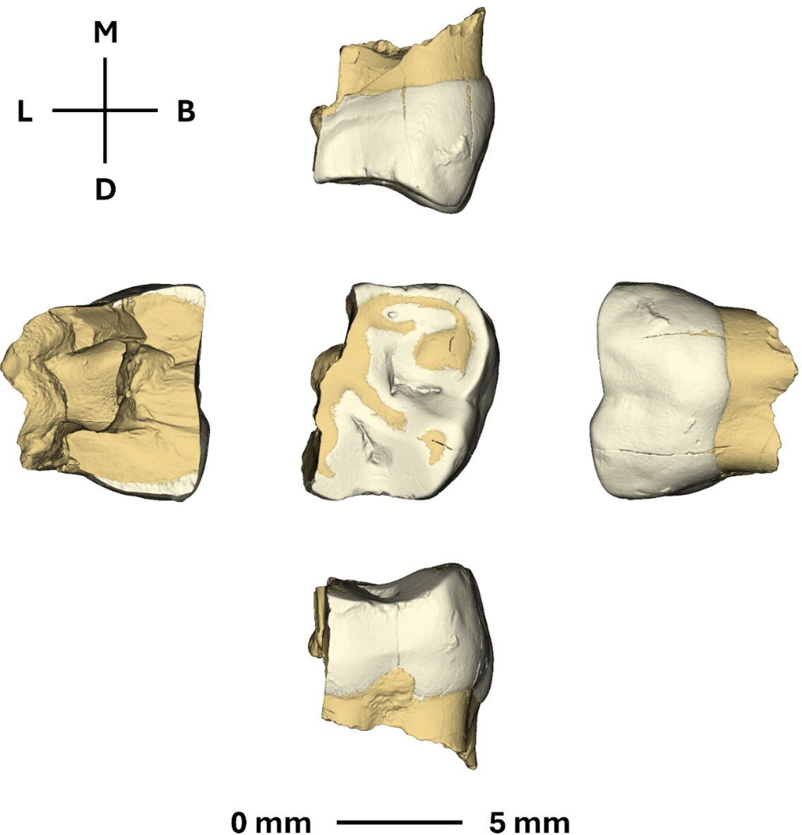 3D scans of baby Neanderthal teeth from the Sesselfelsgrotte site