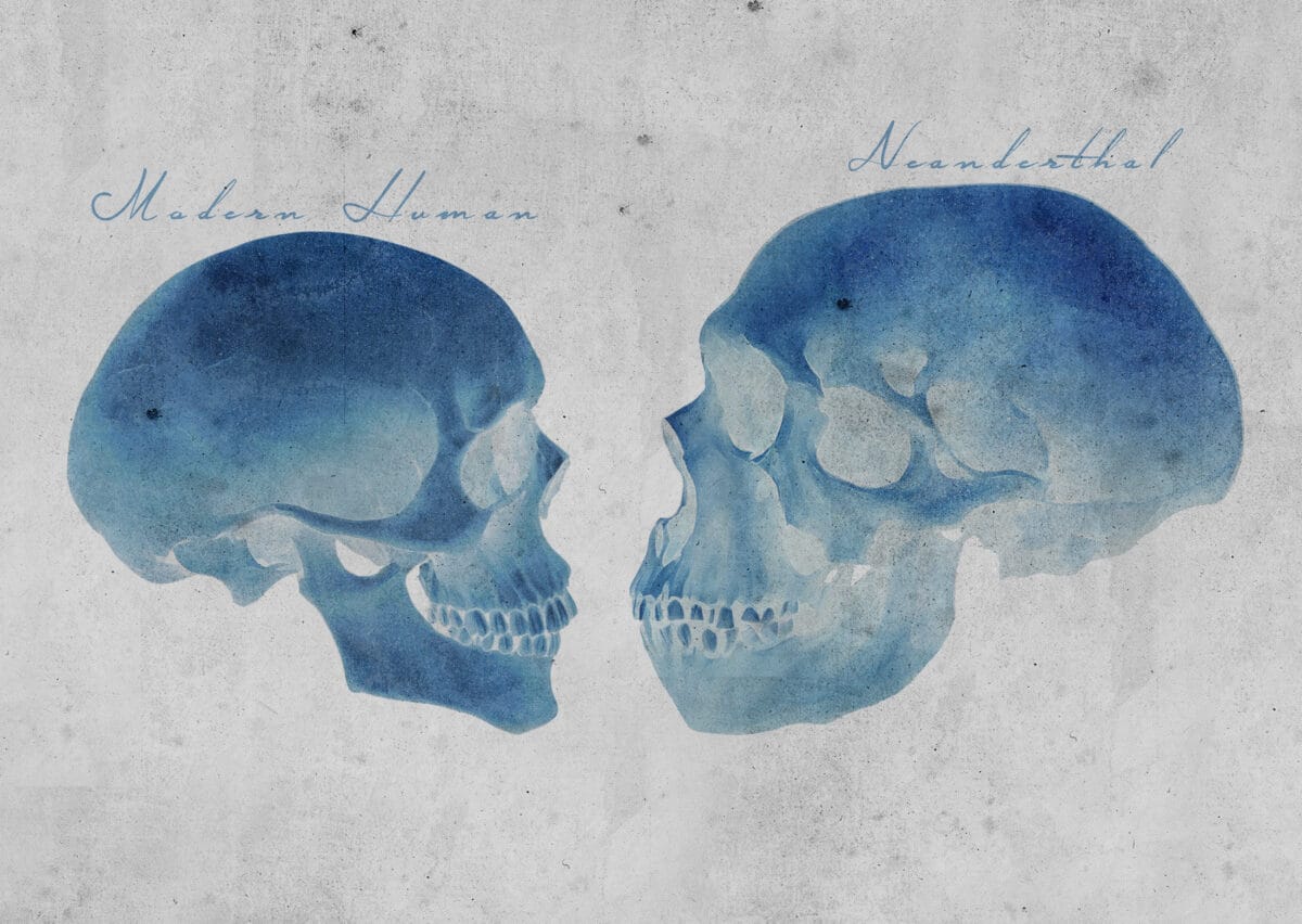 Neanderthal vs Human Skull