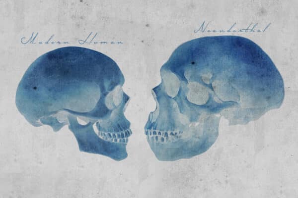 Neanderthal vs Human Skull