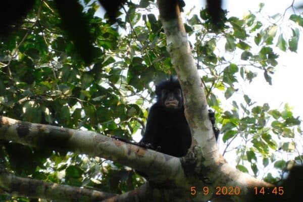 Colobus congensis, known locally as “likweli,” has a dramatic black face with pinkish-orange lips.