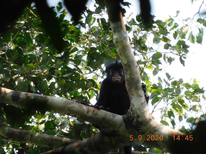 New Congo Monkey Pic