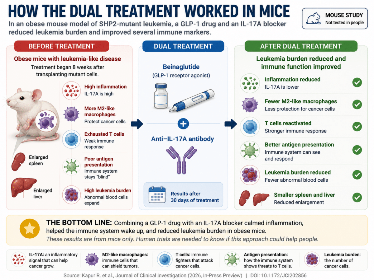 Infographic showing how a dual treatment with a GLP-1 drug and an IL-17A antibody reduced leukemia burden and improved immune function in an obese mouse model of SHP2-mutant leukemia. The graphic compares disease markers before treatment, the combined therapy, and improvements after 30 days. Results are from mice only.