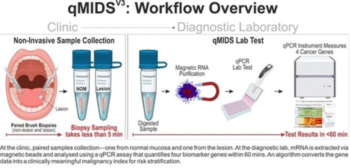 An diagram overview of qMIDS test workflow. At the clinic, paired non-invasive brush biopsy samples were taken from each patient, one from non-lesional oral mucosa (NOM) and another from the oral lesion (test site) using cytological brushes shown in C. Sampling procedure generally took less than 5 min. Brush heads were detached from the stem and immediately inserted the brush head into sample tubes containing a storage buffer that digests and stabilises RNA at room temperature