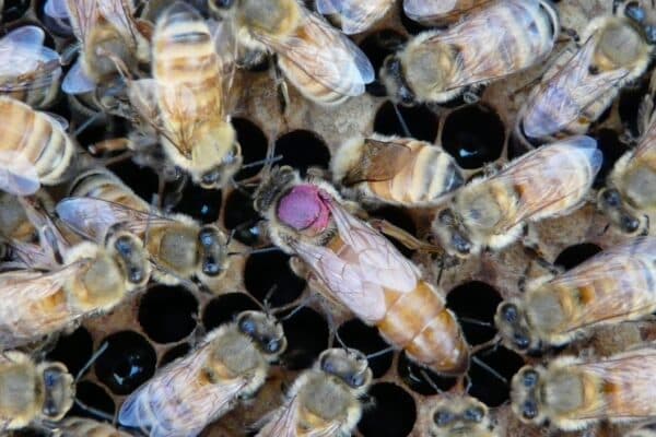 queen bee