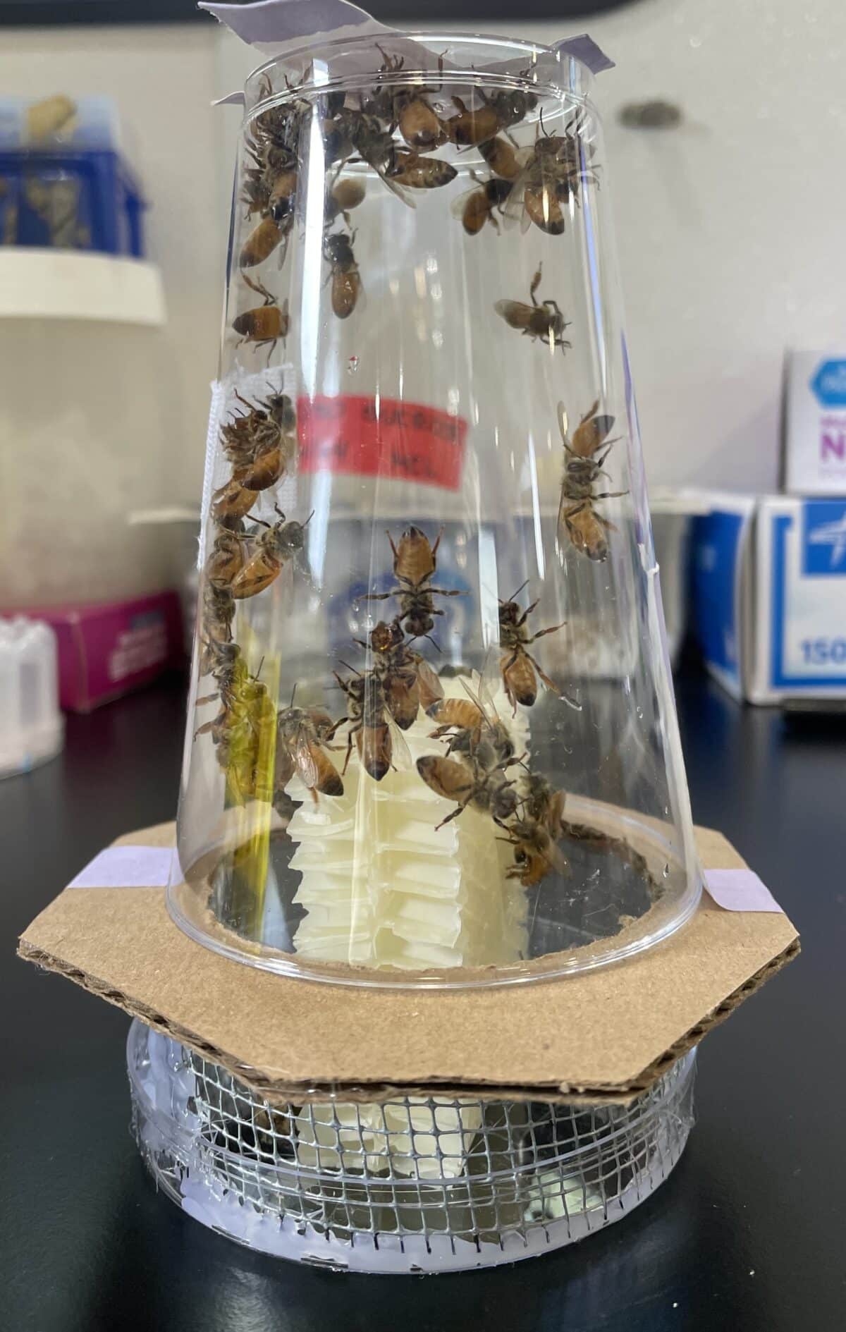 bee queen