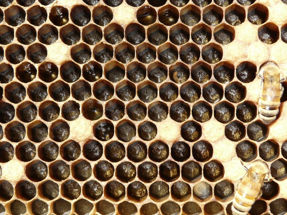 queen bee