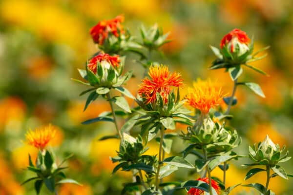 Blooming orange safflower close-up. Safflower fields against the backdrop of mountains. Industrial cultivation of safflower for oil production.