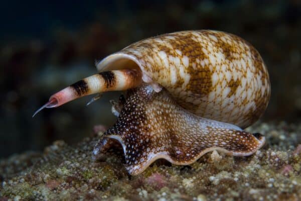Cone snail crawls along an ocean reef. Venomous sea mollusk found in Australian waters. Dangerous marine organism with a patterned shell. Aquatic wildlife nature photography concept,