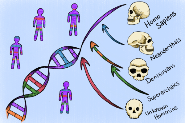 human ancestor