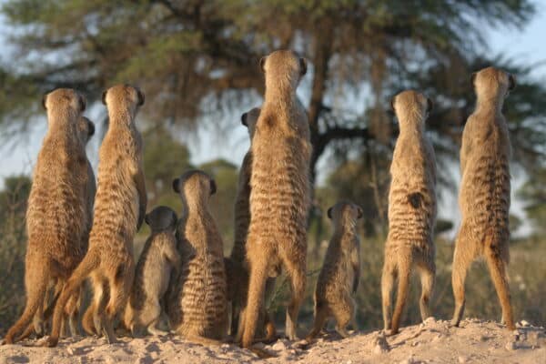 animals war