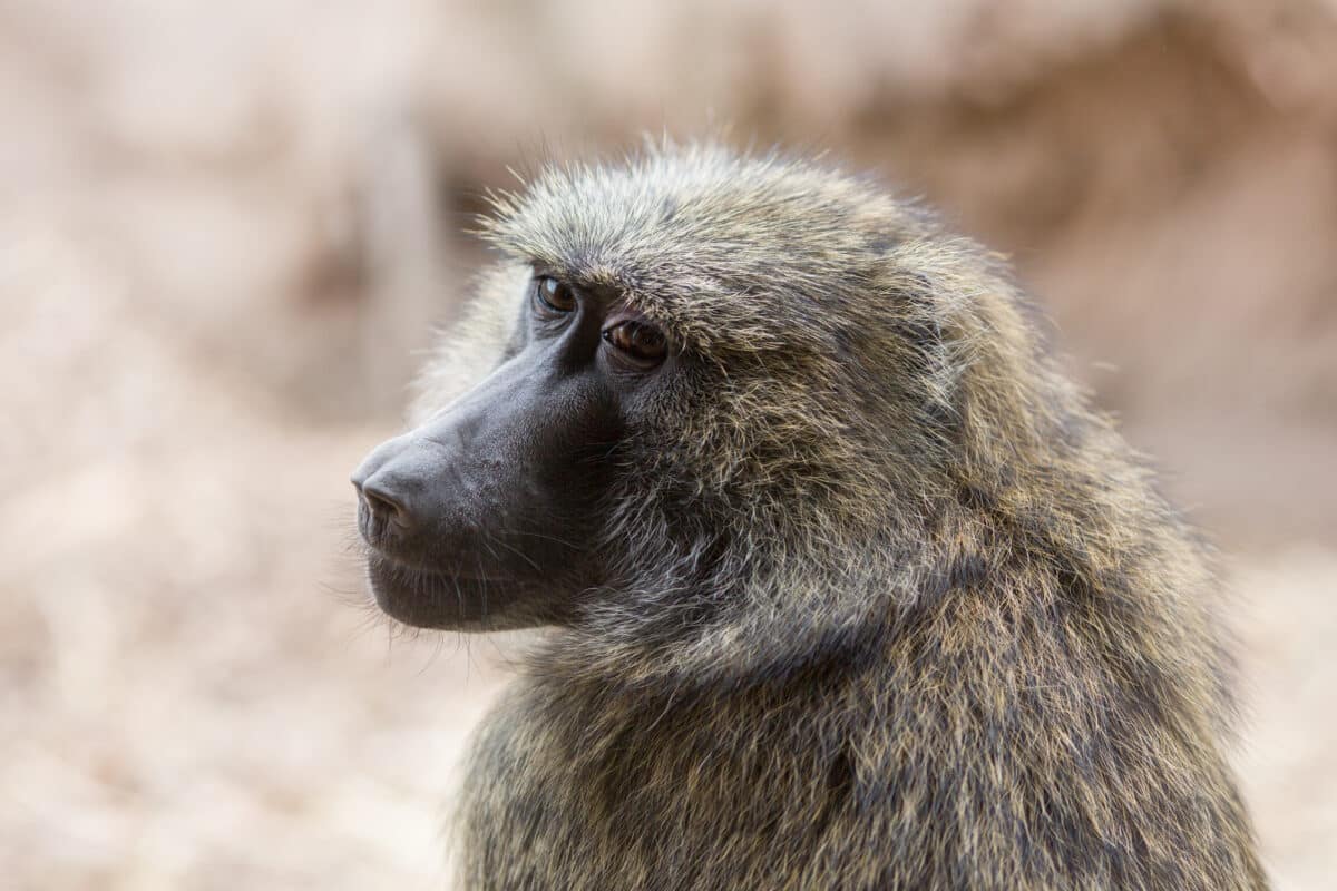 baboon