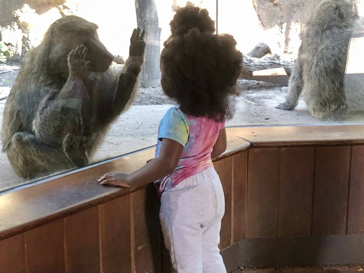 baboon zoo