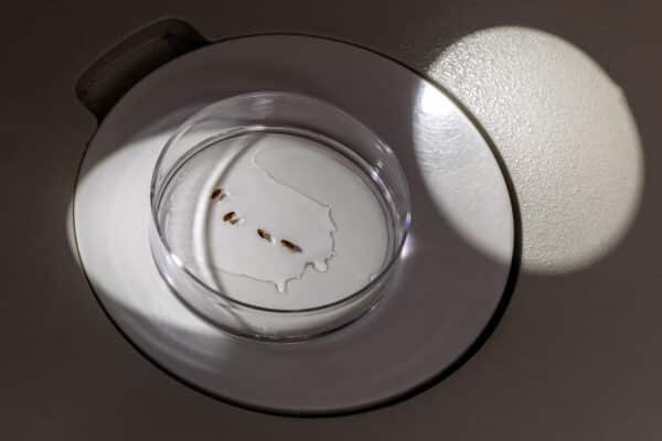 cat fleas