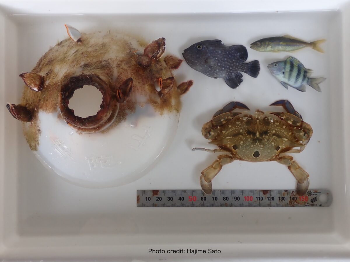 crab in bottle