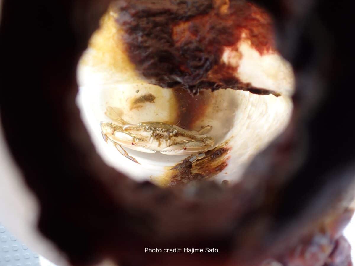 crab in bottle 2