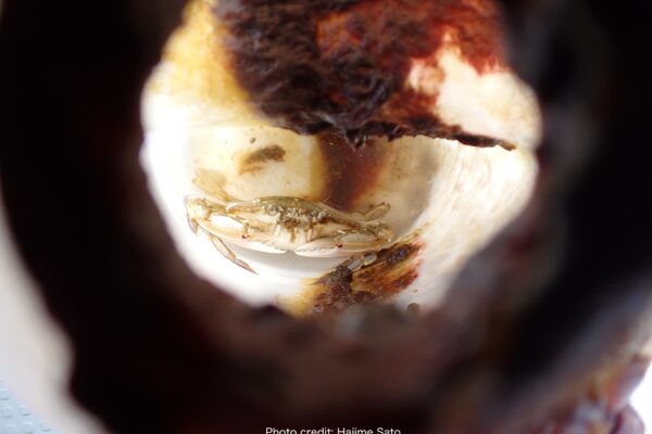 crab in bottle