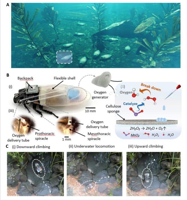 Three graphics of cyborg cockroach reserach. A Conceptual illustration of the cyborg insect operating underwater. B Structural design and oxygen generation mechanism of diving suit for cyborg cockroaches. i) Diving suit comprises a flexible waterproof shell, an integrated oxygen generator and oxygen delivery tubes. ii) Oxygen generator employs a MnO2-H2O2 catalytic reaction on a cellulose sponge and generates oxygen and water. iii) Generated oxygen is delivered to the prothoracic and mesothoracic spiracles through oxygen delivery tubes. C Demonstration of real-world locomotion. Photographs of the cyborg insect with a diving suit performing i) downward climbing, ii) underwater locomotion, and iii) upward climbing.
