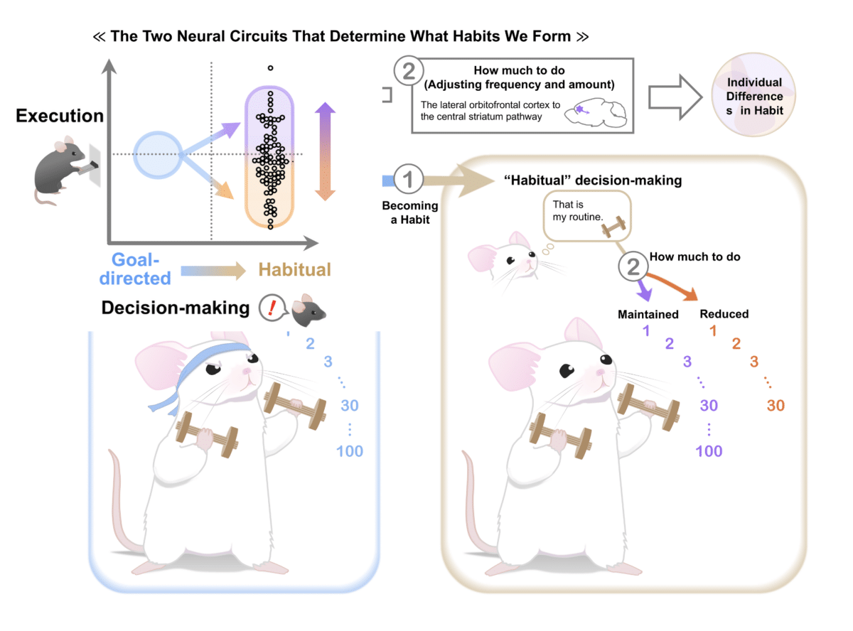 habit forming mice