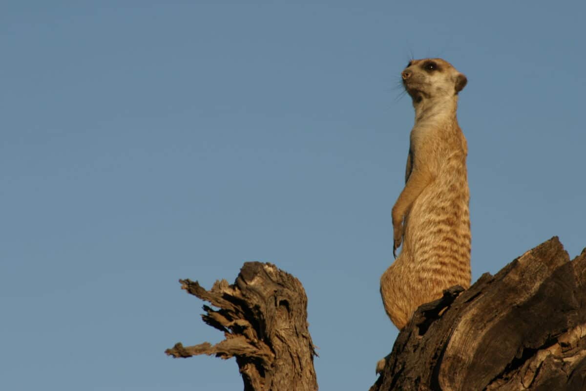 meerkat