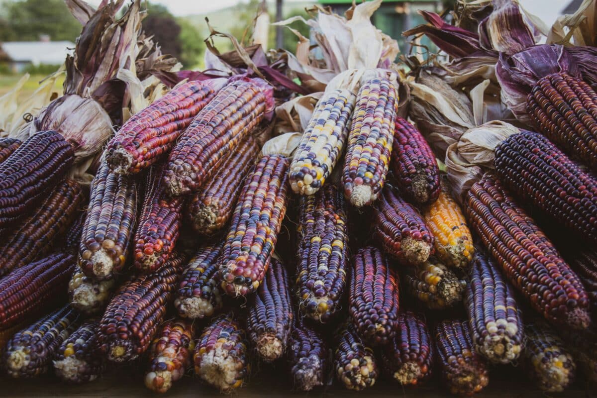 purple corn