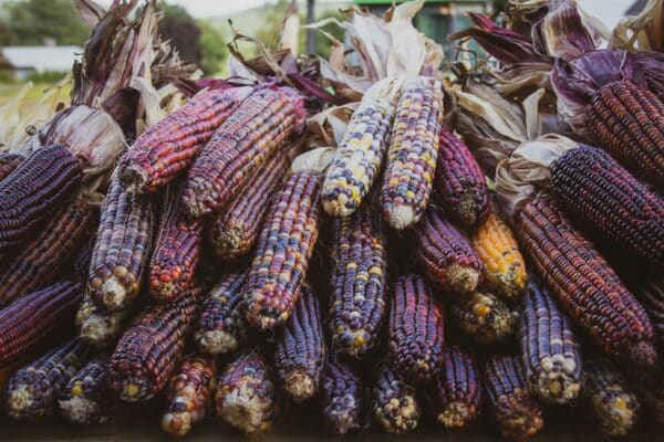 purple corn