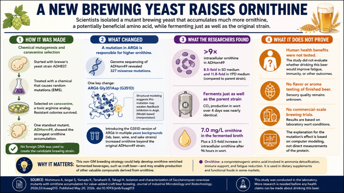yeast brew infogaphic
