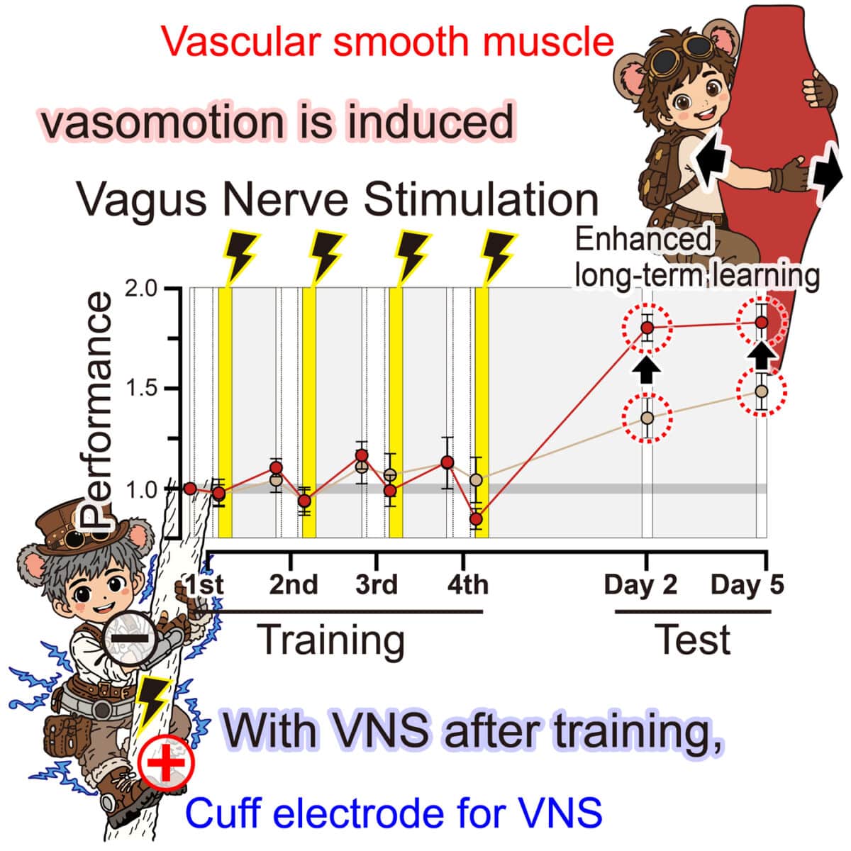 vagus nerve
