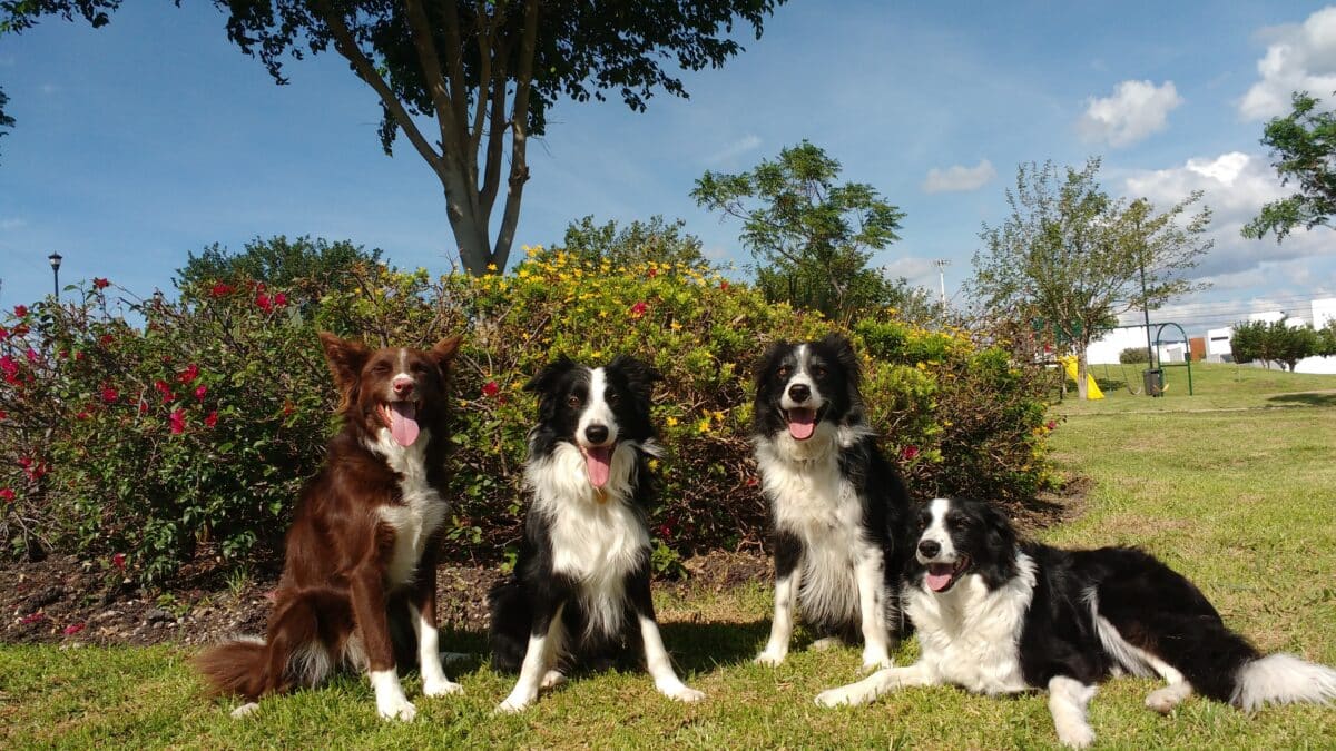 dogs