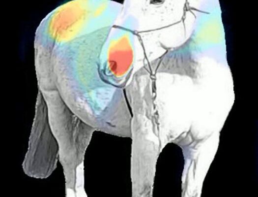 Visualization from the SHIC-XE AI framework revealing the anatomical cues used by AI to detect pain in horses.