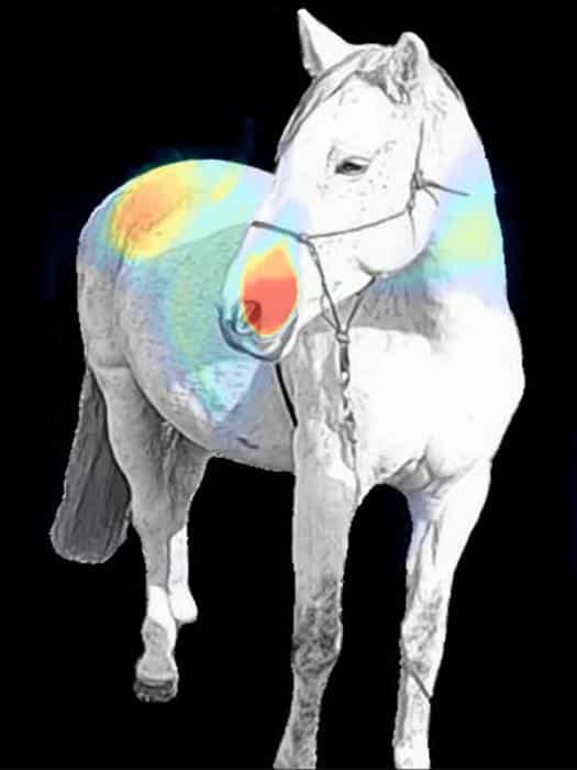 AI Horse Pain