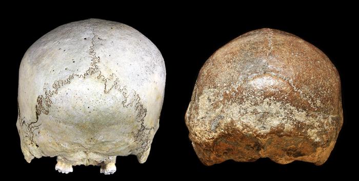 Ancient Skulls Hobbit