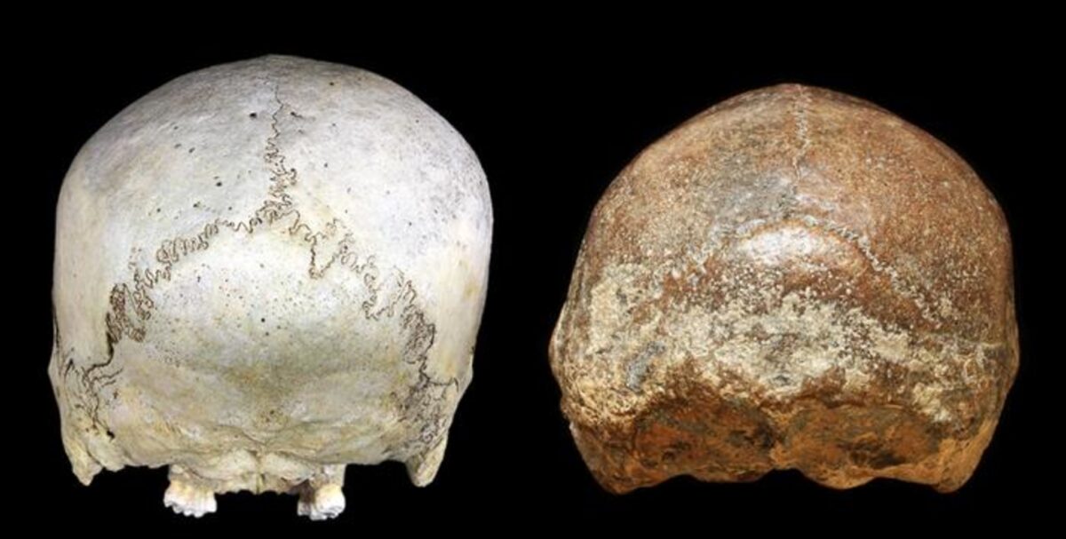 Back views of the skulls of a historical human (left) and a Homo erectus from Ngawi, Java