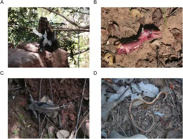 Four pictures, A-D. Evidence of vertebrate consumption at FBV. A (top left): Adult male feeding on avian prey (photo by Luciano Candisani); B (top right): Mammal prey (marsupial) preyed upon by an adult male. The skin was ripped off and the viscera exposed (photo by Noemi Spagnoletti); C (bottom left): Lizard preyed upon by an adult female. Viscera were exposed (photo by Eduardo D. R. Silva); D (bottom right): Snake preyed upon by an unidentified individual. The upper part of the snake containing the head was ripped off and the viscera exposed (photo by Noemi Spagnoletti).