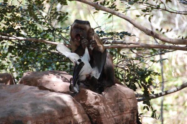 Adult male capuchin feeding on bird prey.