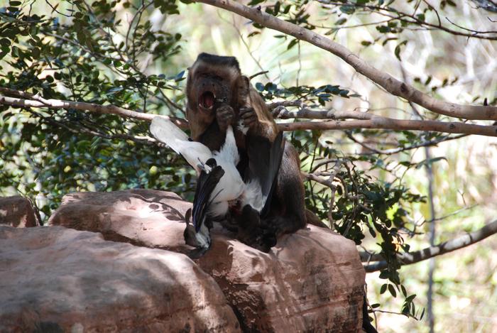 Capuchin_birdprey