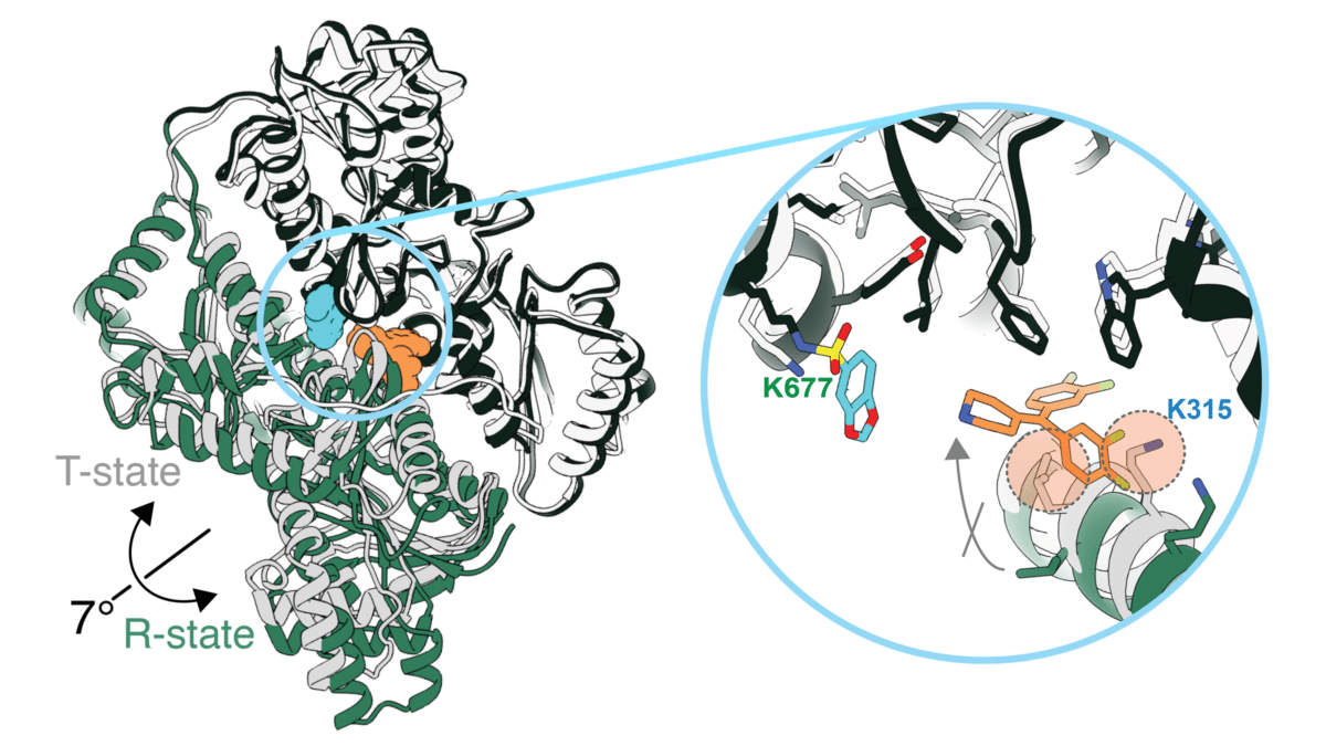 Cryo-EM structure of PFKL in complex with XJ-4-85