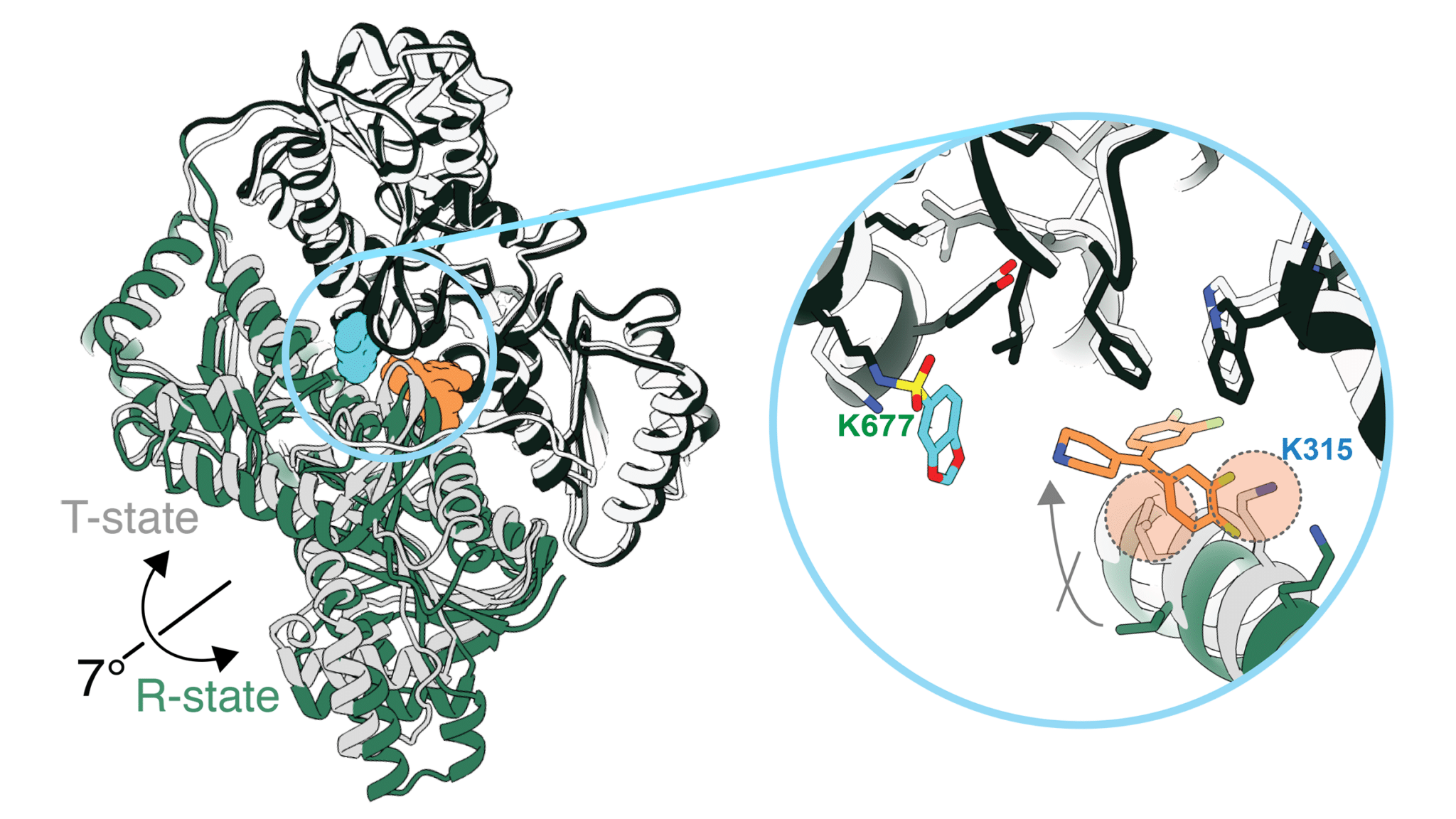 Photo: StudyFinds Sémaglutide : une étude relance l'immunité contre le cancer chez les obèses