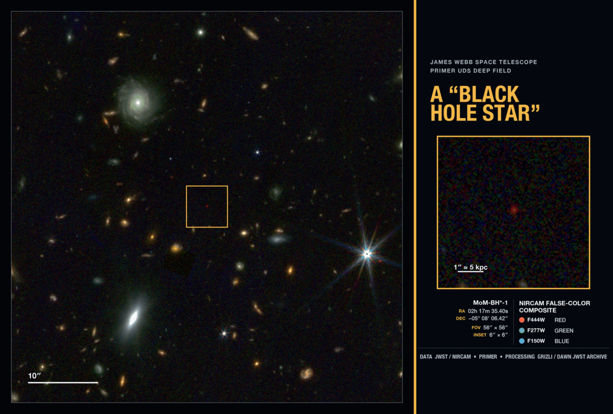 The black hole star MoM-BH*-1 through the eyes of JWST.