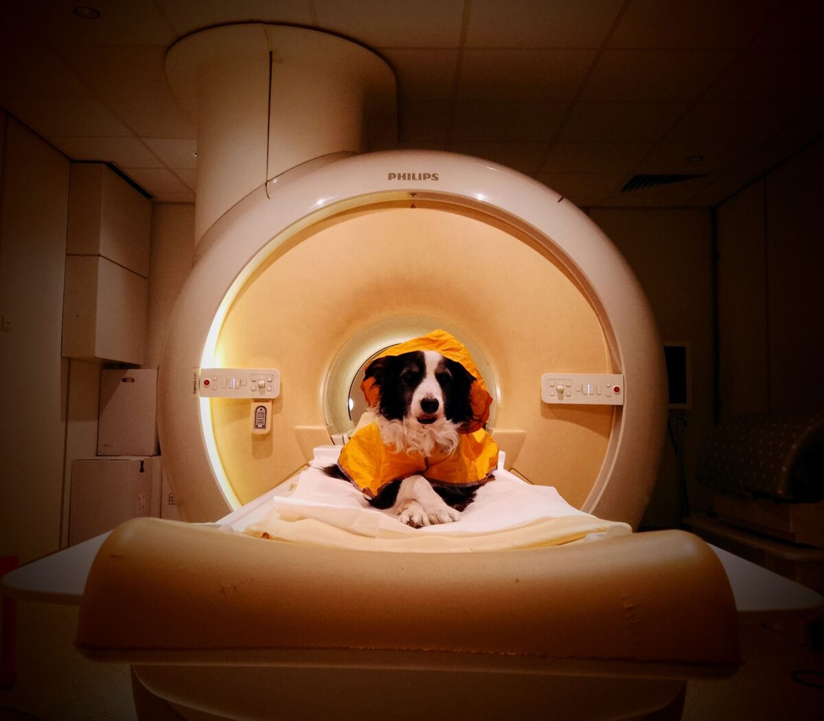 Dog fmri