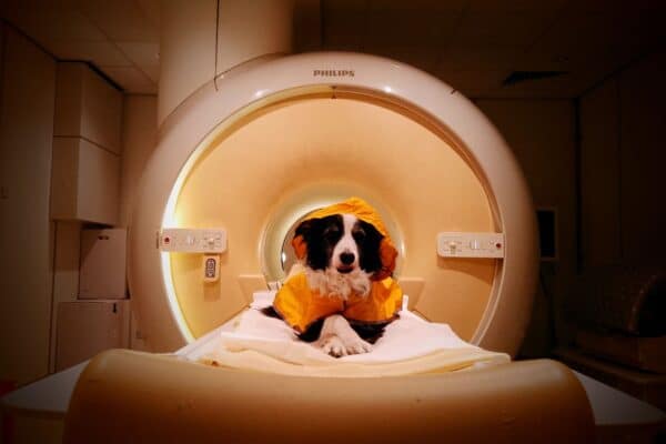 Dog fmri