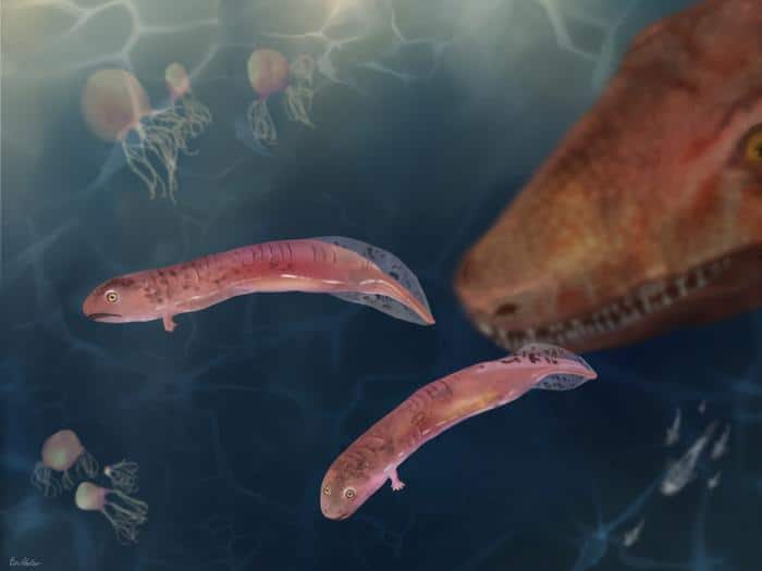 Fossil Creature Evolution Pic