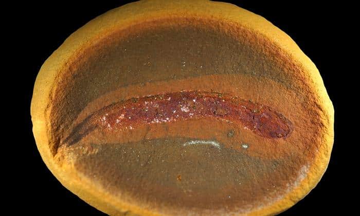 Fossil baby embolomere, showing that young embolomeres did not undergo a full amphibian-like metamorphosis.
