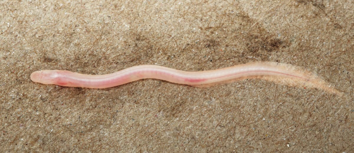 Gangaichthys indonepalicus