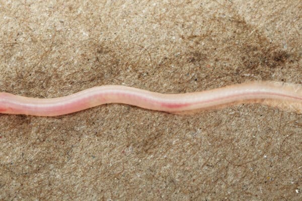 tiktok eel